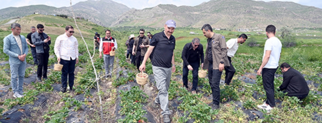SASON’DA YILIN İLK ÇİLEK HASADI BAŞLADI