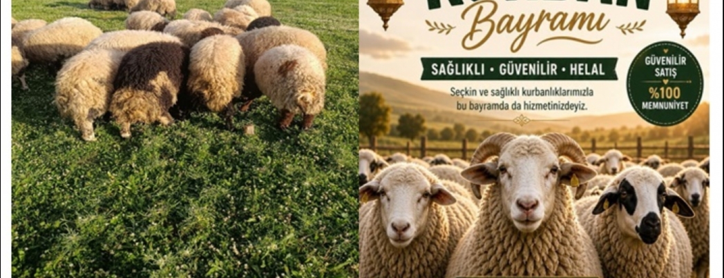 KURBANLIK SATIŞLARI BAŞLADI